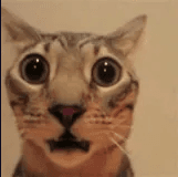 waow
