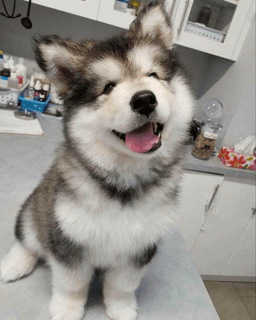 the dog