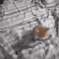 dubstep cat