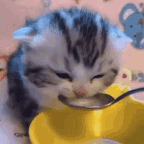 gatito
