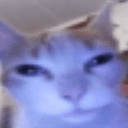 sped cat