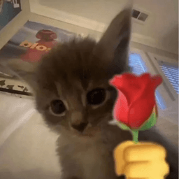 meow