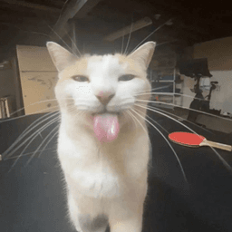 :P