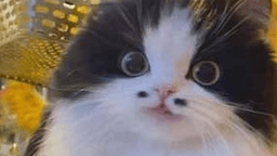LP_CatBlep