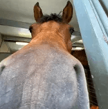 horse lurk .gg/girlfriend