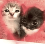 kitty love | .gg/girlfriend