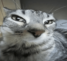 Cat_Sus_DV