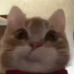 gatito