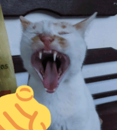frederico