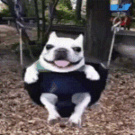 happe