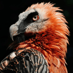 Bearded Vulture