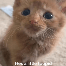toopidasscat