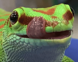 LizardMlem