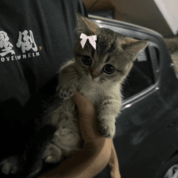 puddingasacat
