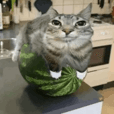 watermelon cat
