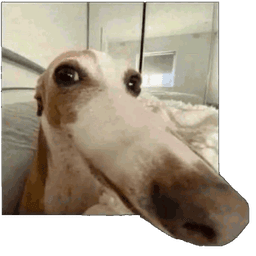 DawgSnoot