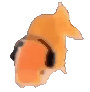 Bop