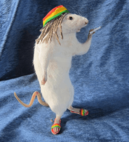 rat jamaican