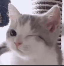 Cat_Winks