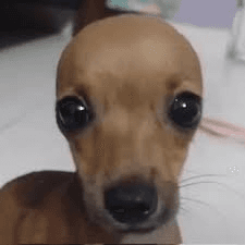 bald dog