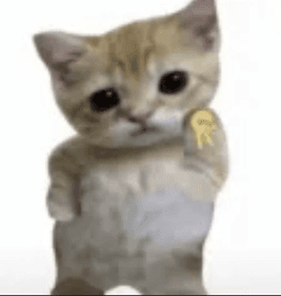 Yolo cat