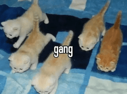 gang