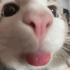 Yuki cat