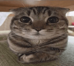 cat_no_smile