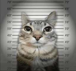 Abdou cat