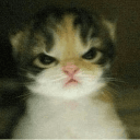 angry cat