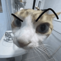 cat eyebrow sus