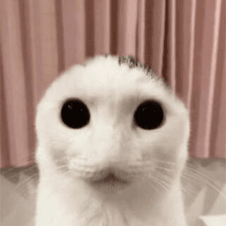 Wtf nigga cat /memex