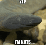 yep im nuts eel