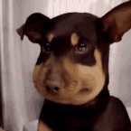 Dog gg/bleed