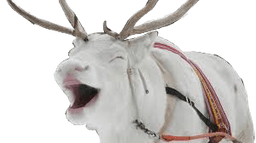 Laughing Reindeer