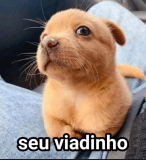 seu viadinho