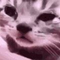 crying_cat
