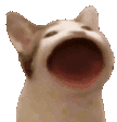 POPCAT