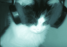 vibing to musick