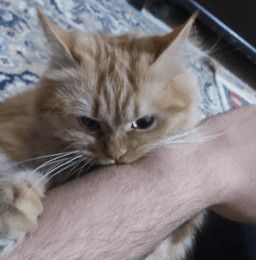 Lily bite