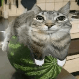 Gato Sandía 