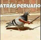 atrás peruano