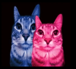 tv cats