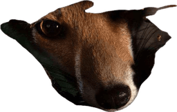 foxpeekintodiscord