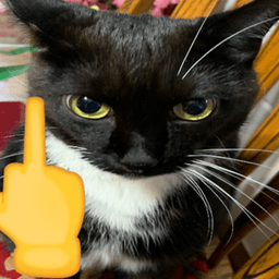 Cat Middle Finger