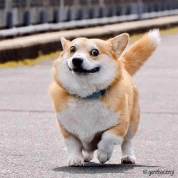 suspicious dog