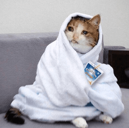 Sad Capri Catto