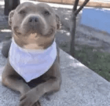 dogsmiling