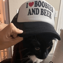 cat  gg/cant18