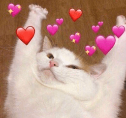 joyous kitty